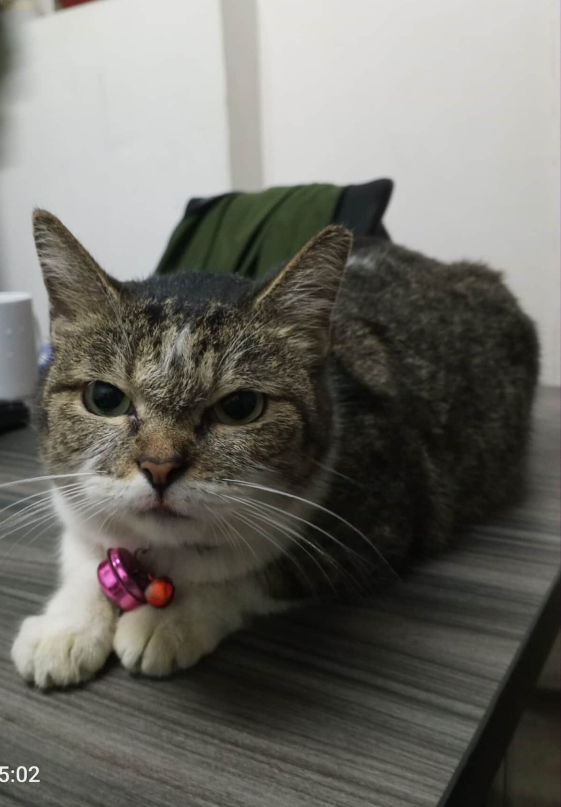 Caring for Campus Companions: Benilde’s Cat TNVR Program