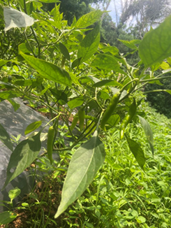 Benilde Advances Community Partnership Through Service Learning Initiative with Farmers of Alfonso, Cavite
